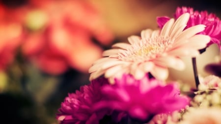 Macro - beauty, gerbera, pink, soft, pastel, flowers, pink gerbera