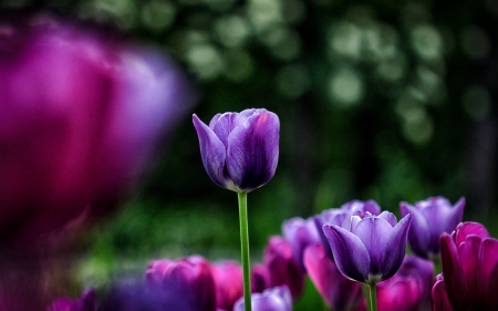 Purple - flowers, field, tulips, purple