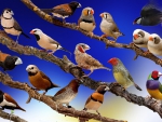 wallpaper birds