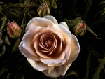 ***Rose ***