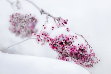 *** On the winter...*** - winter, nature, frostet, berries