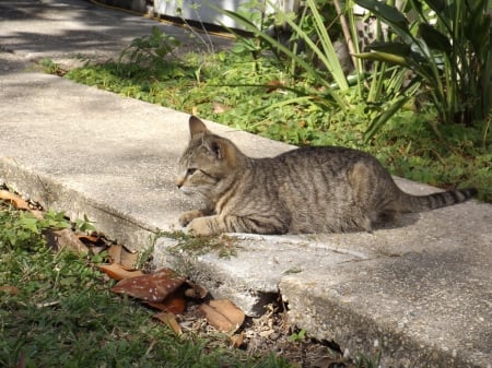 Cat Sit - pretty, cat, cutie, animals, sweetie, pets, sit