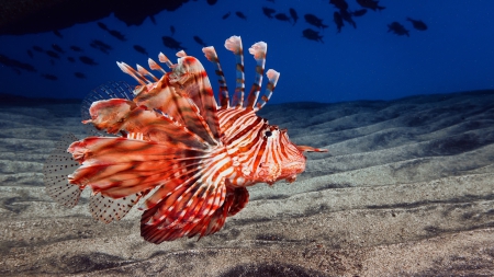 Clown - ocean, animals, water, fish, sea