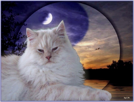 cute cat...... - sky, cute, cat, moon, night