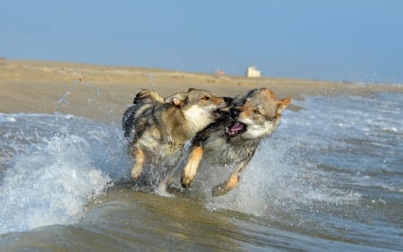 *** Dogs *** - animal, dogs, dog, runing, animals