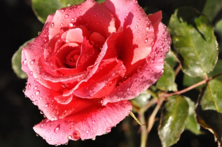 *** Pink beauty *** - flower, rose, pink, beauty, flowers, nature