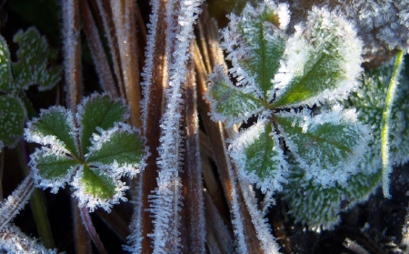 *** Winter *** - greens, winter, frosted, nature