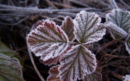 *** Winter time *** - leaves, winter, nature, frosted