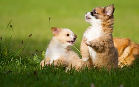 *** Puppies *** - animal, dogs, dog, puppies, animals