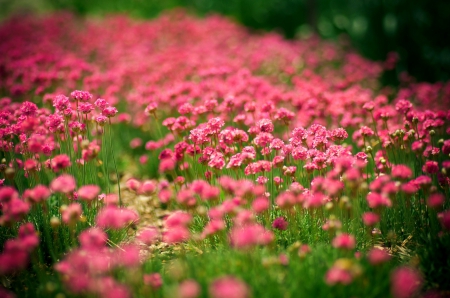 *** Flowers *** - flowers, flower, nature, meadow