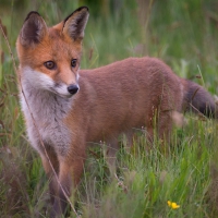 Fox