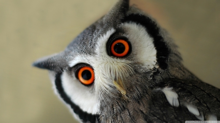 ..Owl.. - close-up, predators, eyes, HD, owl, nature, birds of prey, predatory birds, cute, animals, wildlife, wild, wallpaper