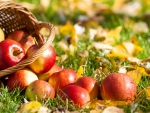 Basket with apples