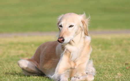 Dog - face, pretty, playful dog, cute, animals, beautiful, sweet, puppy, playful, dogs, puppies, lovely, dog face