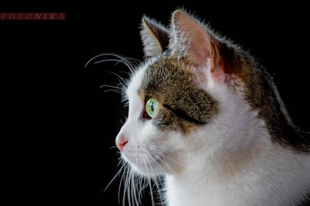 Cat - sleeping, beauty, cat face, hat, animals, sleepy, paws, face, pretty, cute, cat, kitty, lovely, kitten, cats, beautiful, sweet