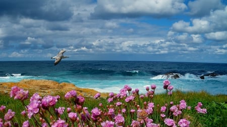 seagull gliding over flowers on a seashore - clouds, shore, flowers, sea, bird