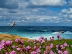 seagull gliding over flowers on a seashore