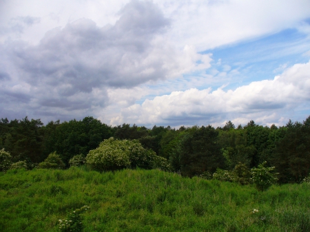 Clouds over the Forest - nature, sky, forest, clouds