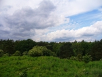 Clouds over the Forest