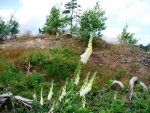 White Flowers