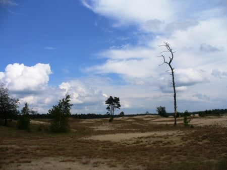 Dead Tree in the small desert - nature, desert, dead, tree, sky