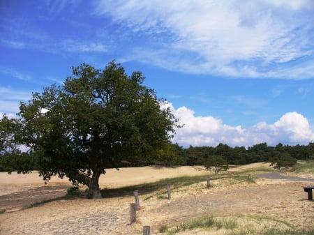 Lonely Tree - lonely, nature, desert, little, tree, sky