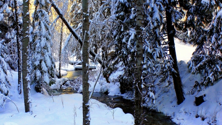 lovely creek in winter - winter, sunshine, forest, creek