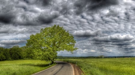 countryside road hdr - road, clouds, tree, fields, hdr, grass