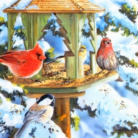 Winter cardinals