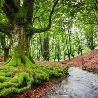 stream in a moss covered forest