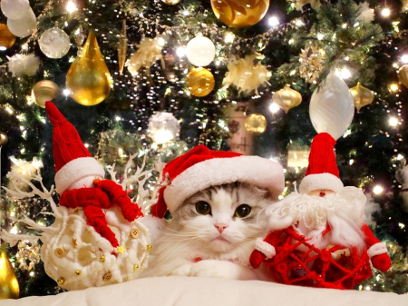 MERRY CHRISTMAS - christmas, santa, costume, cat, decoratiobn