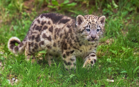 Snow Leopard - flowers, cub, predator, walking, meadow