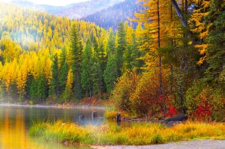 Autumn - forest, fall, autumn splendor, water, landscape, lake, usa, splendor, woods, autumn colors, trees, nature, colors, autumn