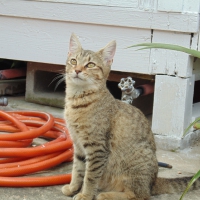 Kitten Female