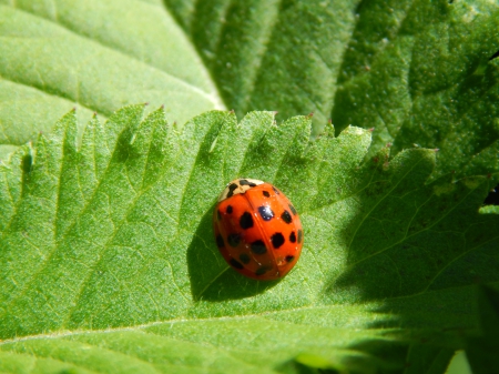 Ladybug - beauty, nature, shot, cutie, leaf, ladybugs