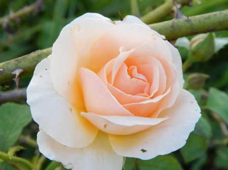 Pretty - wow, beauty, nature, pretty, roses, flowers, peachy