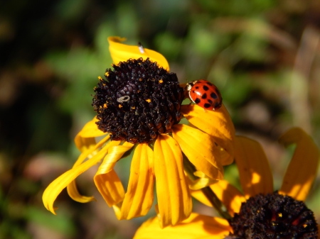 Ladybug on Flower - on, hd, flower, ladybug