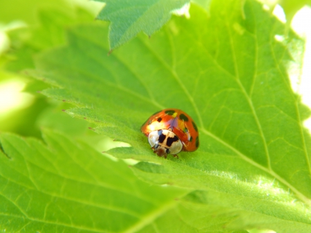 Cute Ladybugs - leafs, nature, bugs, cute, hd, beauty, ladybugs, wallpaper