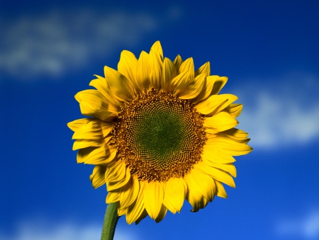 *** Sunflower *** - sunflower, nature, flowers, flower