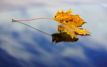 ***Autumn leave *** - fall, yellow, leave, autumn