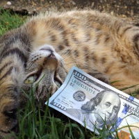 My cat is play with 100 dollar