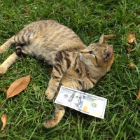 My cat w $100 dollar lol