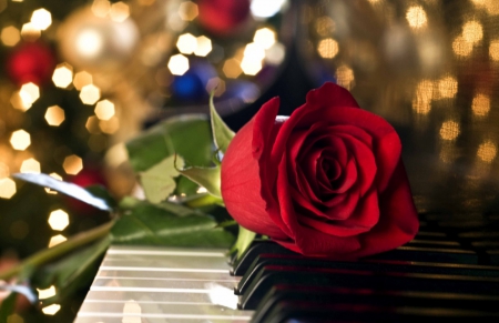 Red Rose - abstract, piano, red, rose, flower