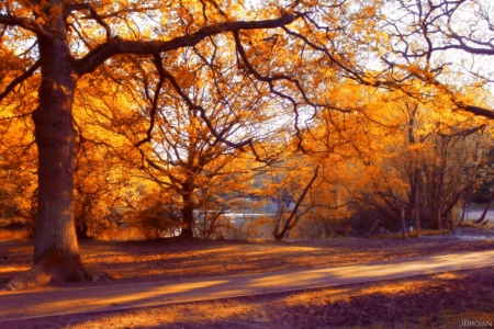 Dream of Autumn - nature, orange, autumn, forest