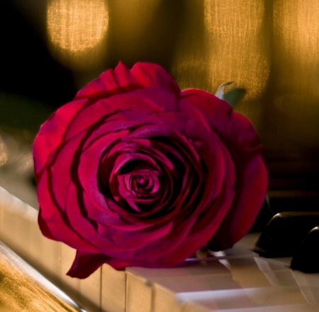 Love - piano, red, rose, musical, flower