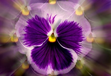 Pansy - purple, pretty, pansy, beauty, beautiful, flowers, petals, nice, lovely, violet, macro, colors