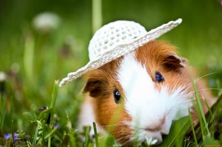 Guinea Pig - pig, animal, hamster, guinea