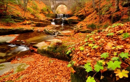 Autumn in Bulgaria - quiet, cascades, creek, leaves, mountain, calmness, nice, geranium, falling, carpet, beautiful, colors, lovely, Bulgaria, fall, colorful, nature, waterfall, season, autumn, serenity, foliage, rocks