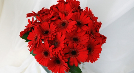 * Red delight * - gerbera, red, petals, delight, flowers