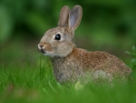 Hare